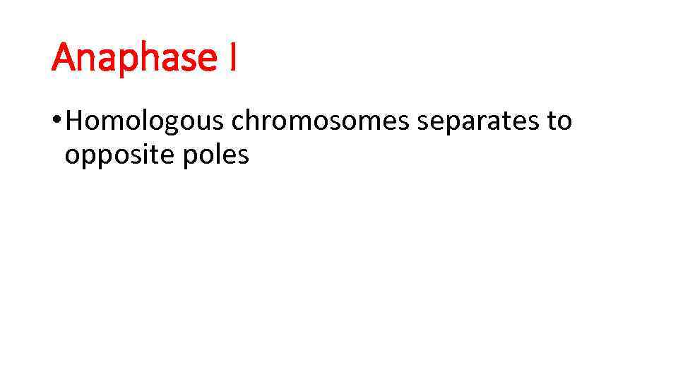 Anaphase I • Homologous chromosomes separates to opposite poles 