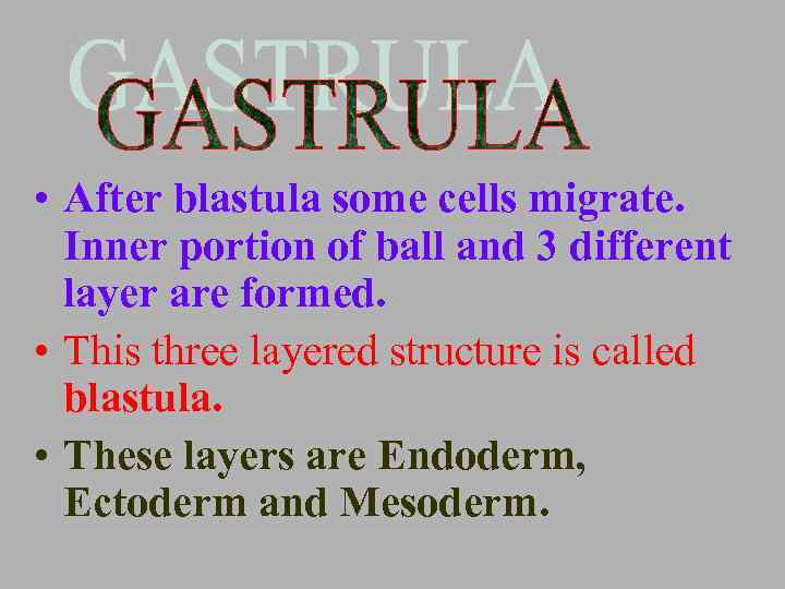  • After blastula some cells migrate. Inner portion of ball and 3 different