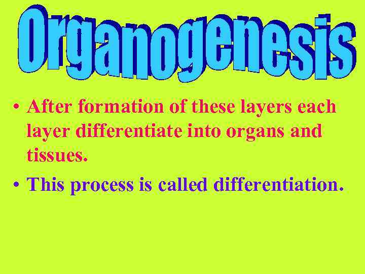  • After formation of these layers each layer differentiate into organs and tissues.