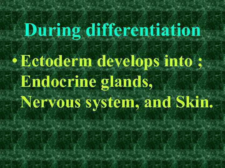 During differentiation • Ectoderm develops into ; Endocrine glands, Nervous system, and Skin. 