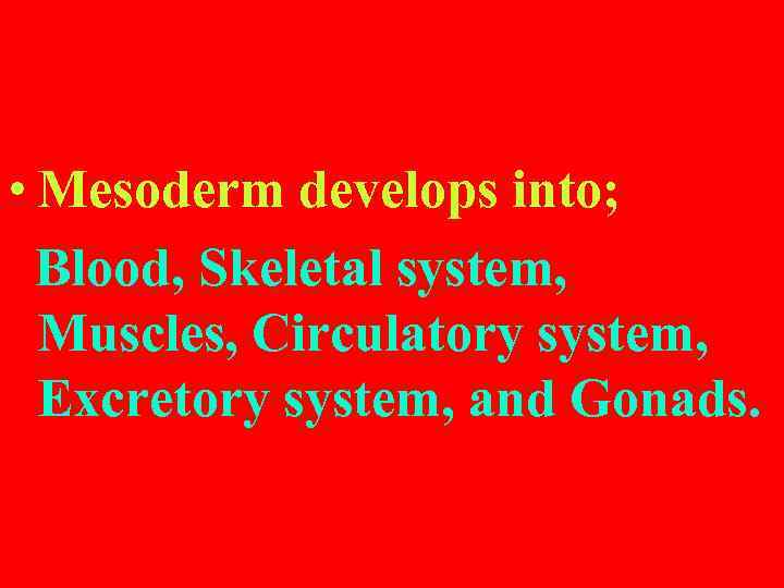  • Mesoderm develops into; Blood, Skeletal system, Muscles, Circulatory system, Excretory system, and