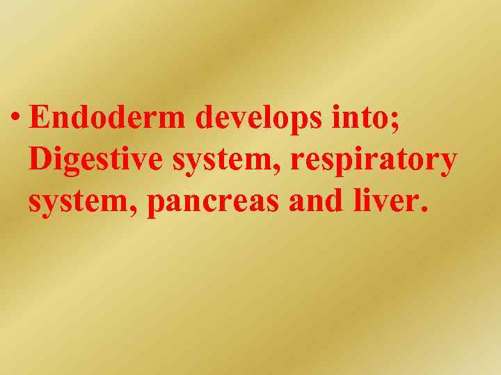  • Endoderm develops into; Digestive system, respiratory system, pancreas and liver. 