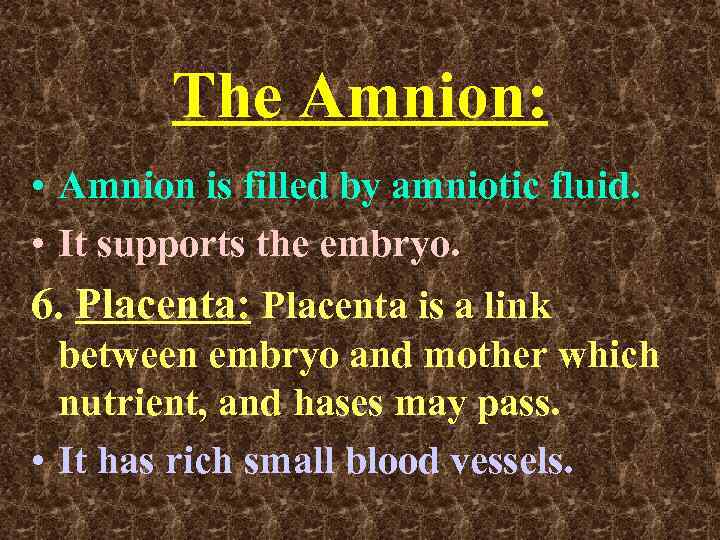 The Amnion: • Amnion is filled by amniotic fluid. • It supports the embryo.