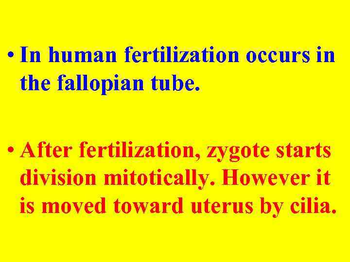  • In human fertilization occurs in the fallopian tube. • After fertilization, zygote