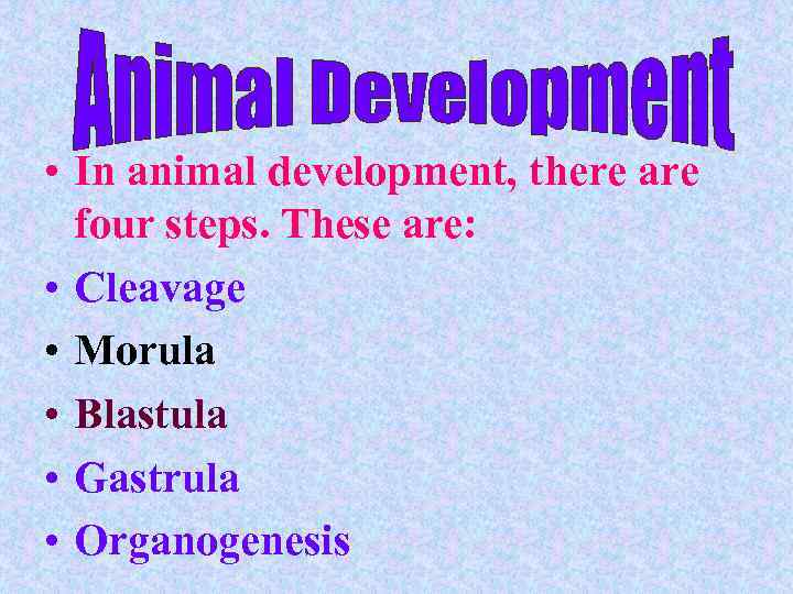  • In animal development, there are four steps. These are: • Cleavage •