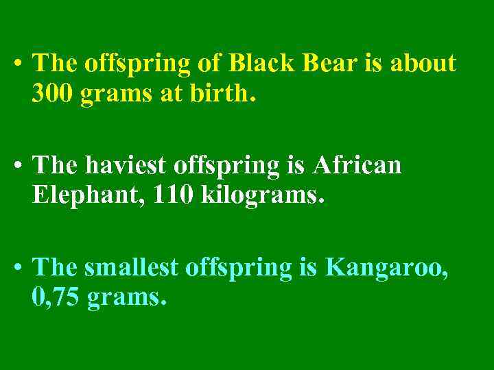  • The offspring of Black Bear is about 300 grams at birth. •