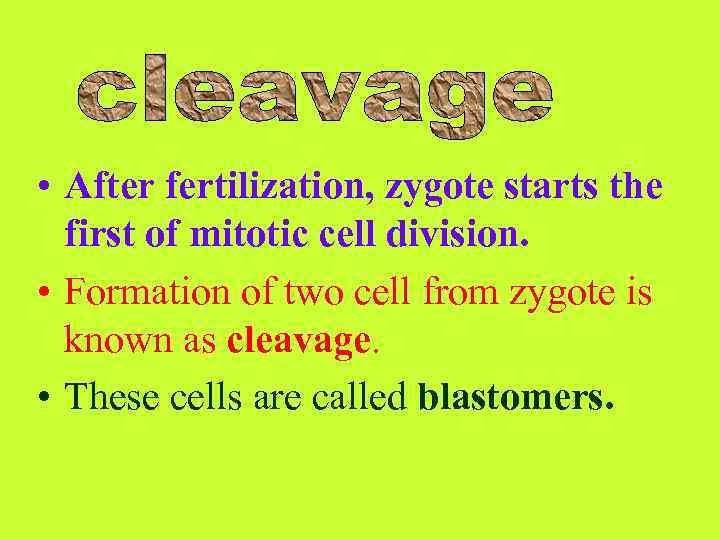  • After fertilization, zygote starts the first of mitotic cell division. • Formation