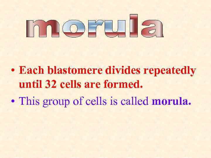  • Each blastomere divides repeatedly until 32 cells are formed. • This group