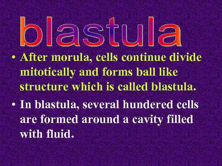  • After morula, cells continue divide mitotically and forms ball like structure which