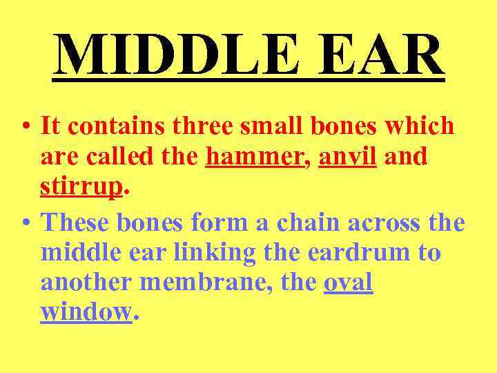 MIDDLE EAR • It contains three small bones which are called the hammer, anvil