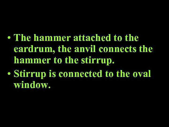  • The hammer attached to the eardrum, the anvil connects the hammer to