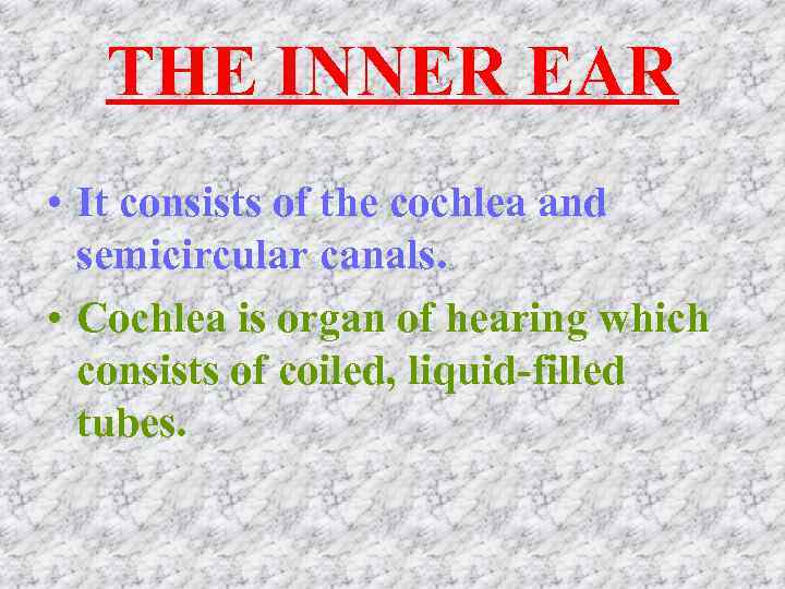 THE INNER EAR • It consists of the cochlea and semicircular canals. • Cochlea