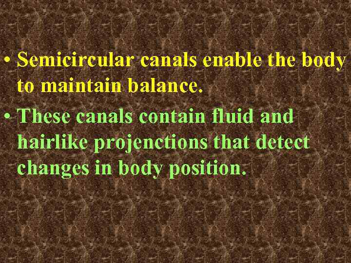  • Semicircular canals enable the body to maintain balance. • These canals contain