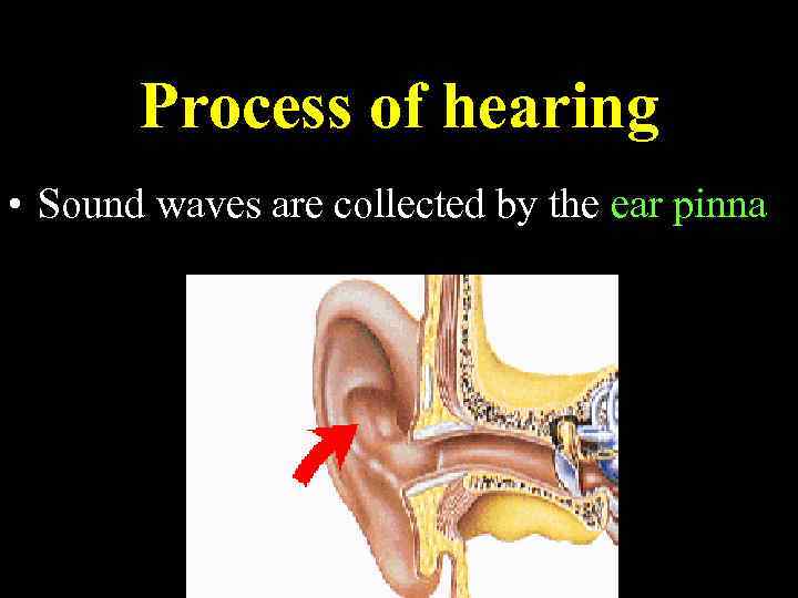 Process of hearing • Sound waves are collected by the ear pinna 