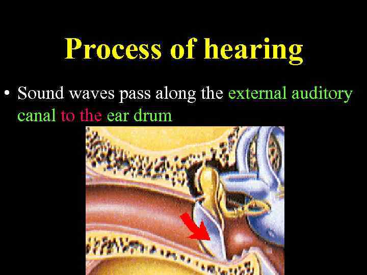 Process of hearing • Sound waves pass along the external auditory canal to the