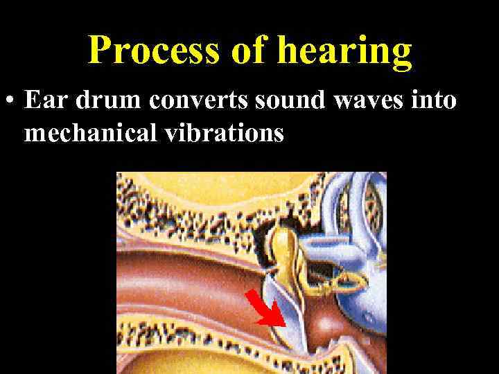Process of hearing • Ear drum converts sound waves into mechanical vibrations 