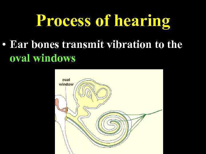 Process of hearing • Ear bones transmit vibration to the oval windows 