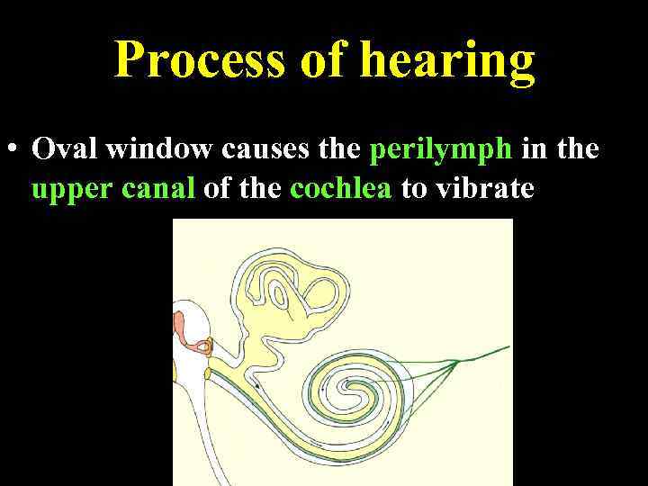 Process of hearing • Oval window causes the perilymph in the upper canal of