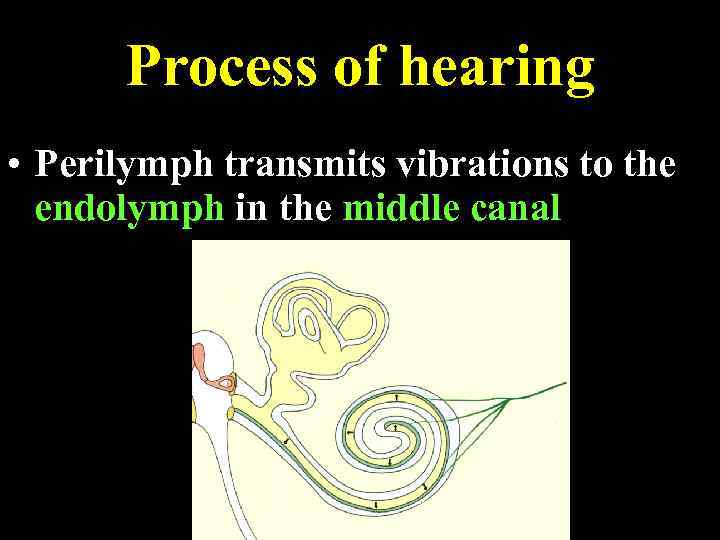 Process of hearing • Perilymph transmits vibrations to the endolymph in the middle canal