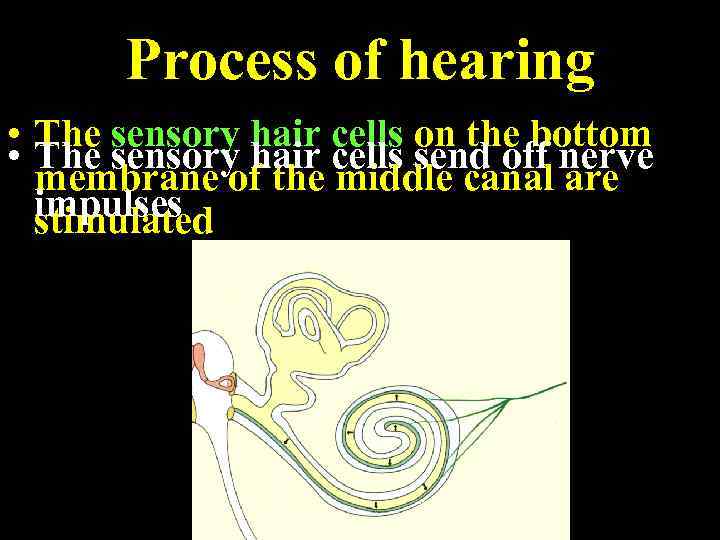Process of hearing • The sensory hair cells on the bottom • The sensory