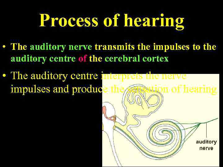 Process of hearing • The auditory nerve transmits the impulses to the auditory centre
