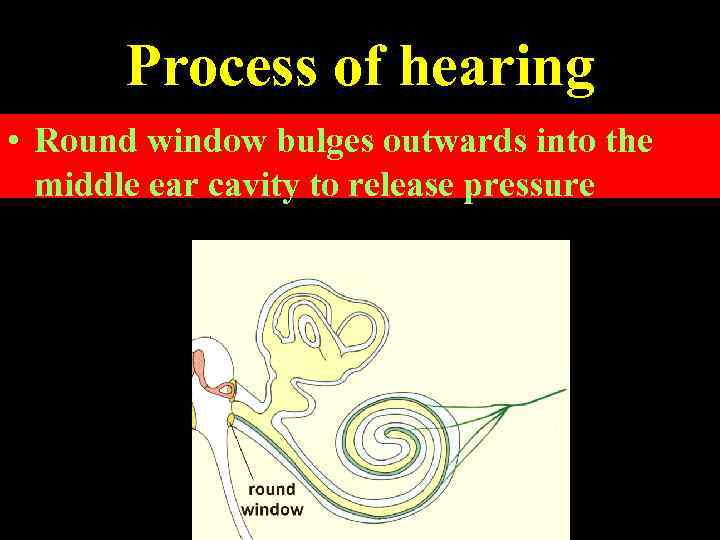 Process of hearing Round window bulges outwards into the • The vibrations of perilymph