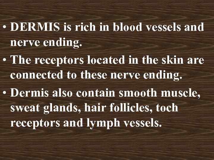  • DERMIS is rich in blood vessels and nerve ending. • The receptors