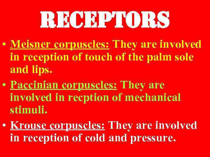 rece. Ptors • Meisner corpuscles: They are involved in reception of touch of the