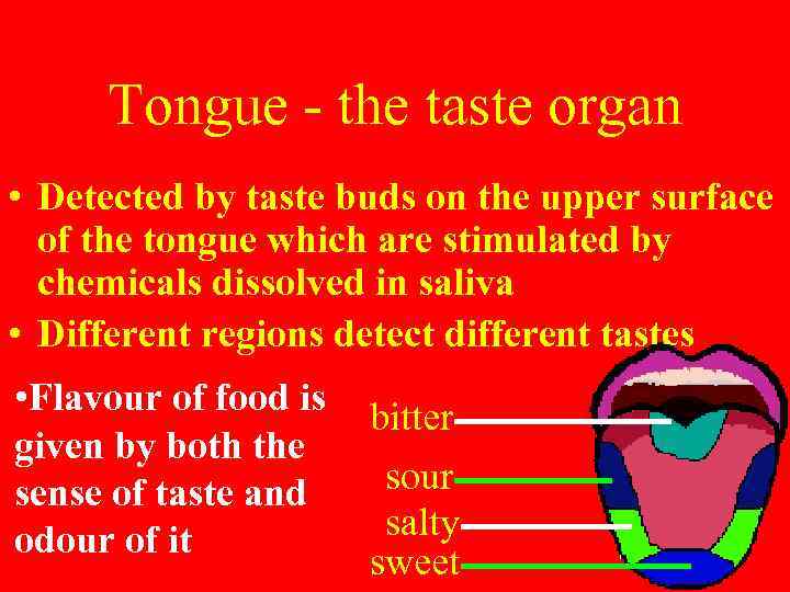 Tongue - the taste organ • Detected by taste buds on the upper surface