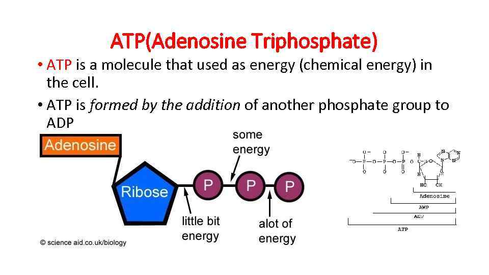 ATP(Adenosine Triphosphate) • ATP is a molecule that used as energy (chemical energy) in