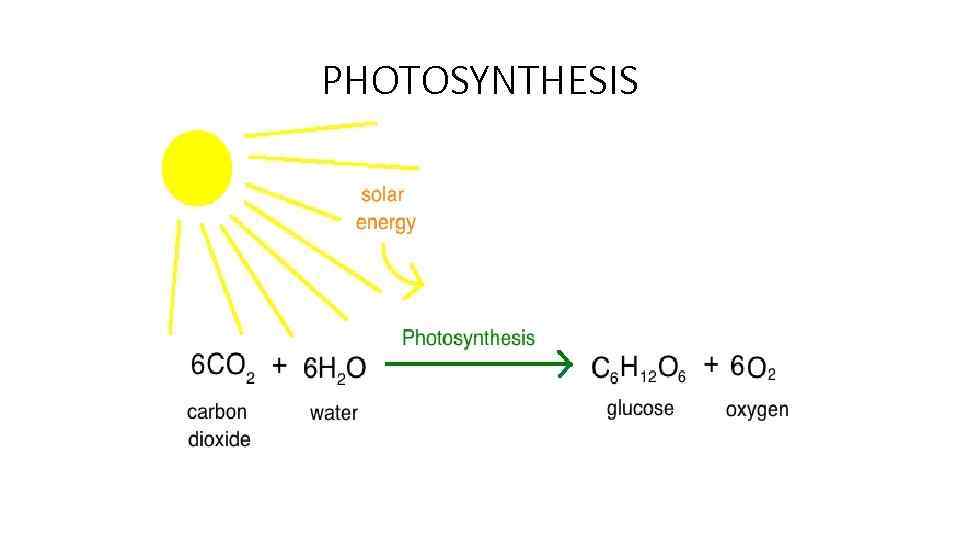 PHOTOSYNTHESIS 