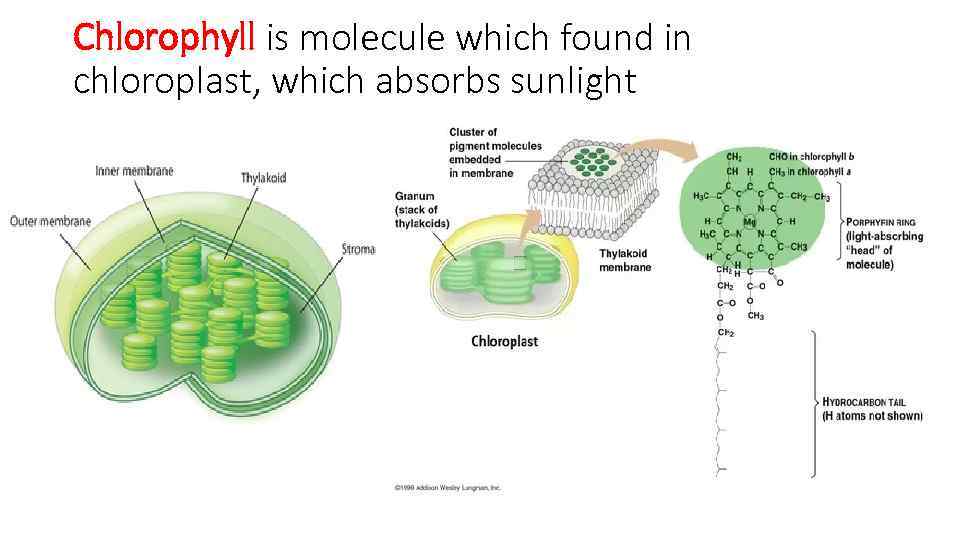 Chlorophyll is molecule which found in chloroplast, which absorbs sunlight 