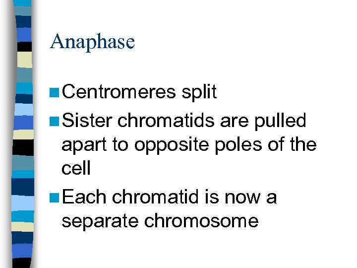 Anaphase n Centromeres split n Sister chromatids are pulled apart to opposite poles of