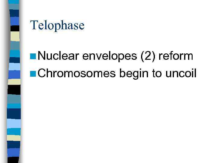 Telophase n Nuclear envelopes (2) reform n Chromosomes begin to uncoil 
