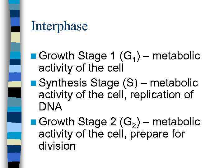 Interphase n Growth Stage 1 (G 1) – metabolic activity of the cell n