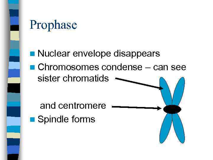 Prophase n Nuclear envelope disappears n Chromosomes condense – can see sister chromatids and