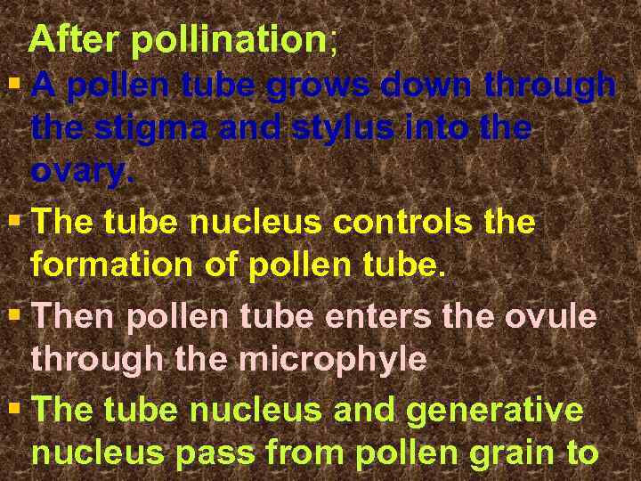 After pollination; § A pollen tube grows down through the stigma and stylus into