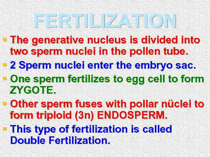 FERTILIZATION § The generative nucleus is divided into two sperm nuclei in the pollen