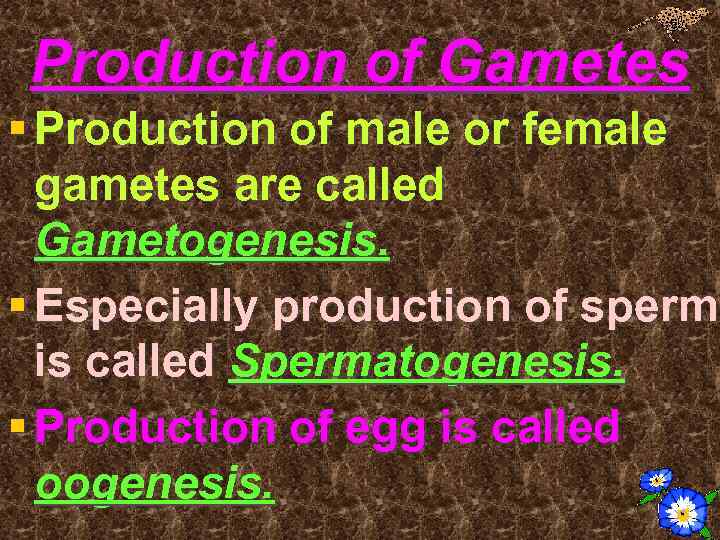 Production of Gametes § Production of male or female gametes are called Gametogenesis. §