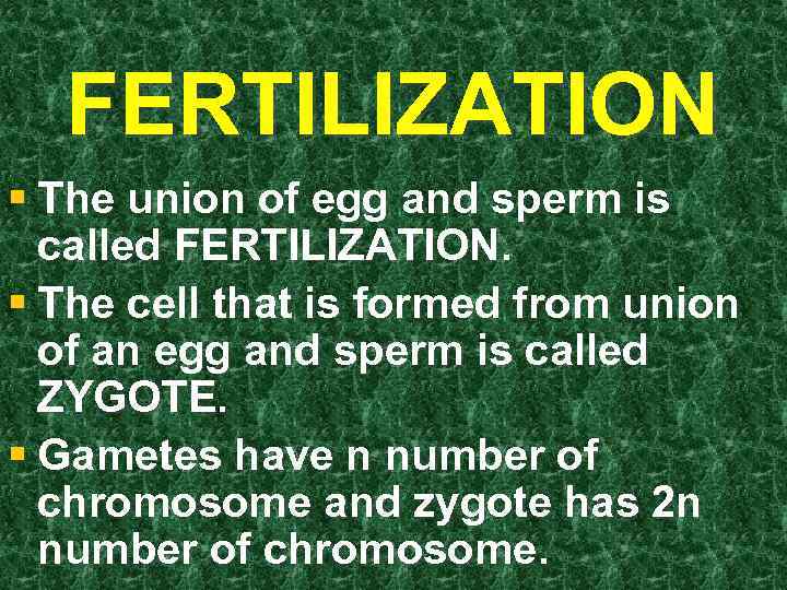 FERTILIZATION § The union of egg and sperm is called FERTILIZATION. § The cell