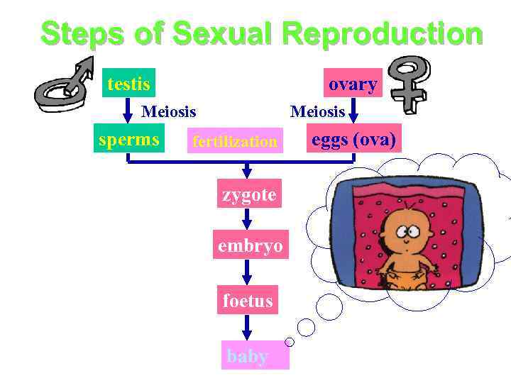 Steps of Sexual Reproduction testis ovary Meiosis sperms Meiosis fertilization zygote embryo foetus baby