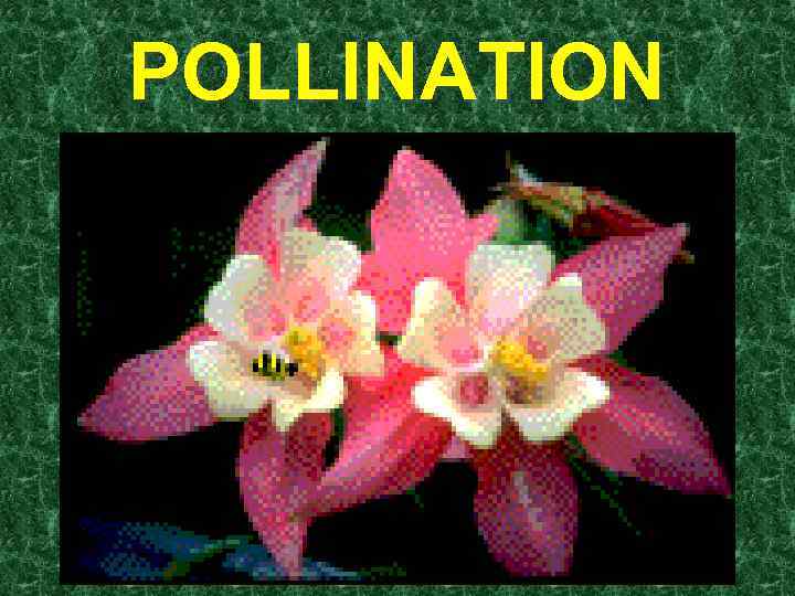 POLLINATION 