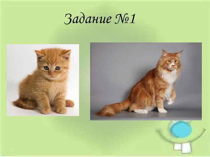 Задание № 1 