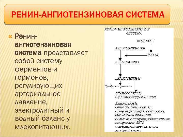 Ренин ангиотензиновая система схема