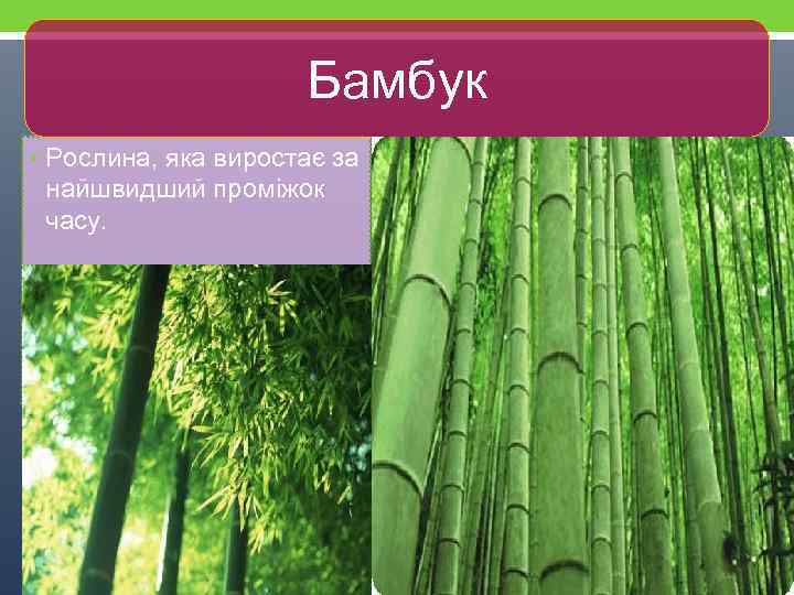 Бамбук • Рослина, яка виростає за найшвидший проміжок часу. Бамбук 