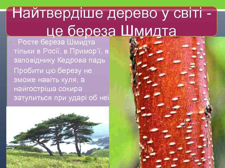 Найтвердіше дерево у світі це береза Шмидта • . Росте береза Шмидта тільки в