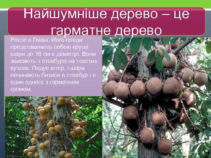  • Найшумніше дерево – це гарматне дерево Росте в Гвіані. Його плоди представляють