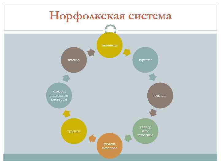 Норфолкская система пшеница клевер турнепс ячмень или овес с клевером ячмень клевер или пшеница