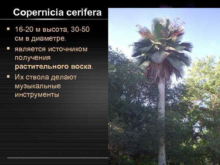 Copernicia cerifera § 16 -20 м высота, 30 -50 см в диаметре. § является