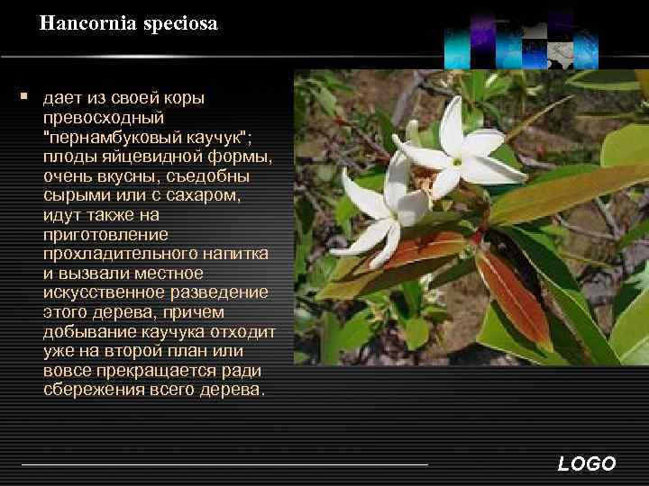 Hancornia speciosa § дает из своей коры превосходный "пернамбуковый каучук"; плоды яйцевидной формы, очень